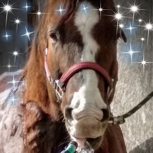 Meet your Posher, Debbie